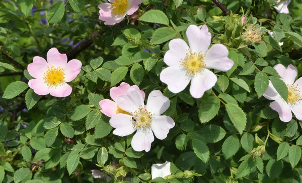 春には野生のバラの茂みが咲きます — ストック写真