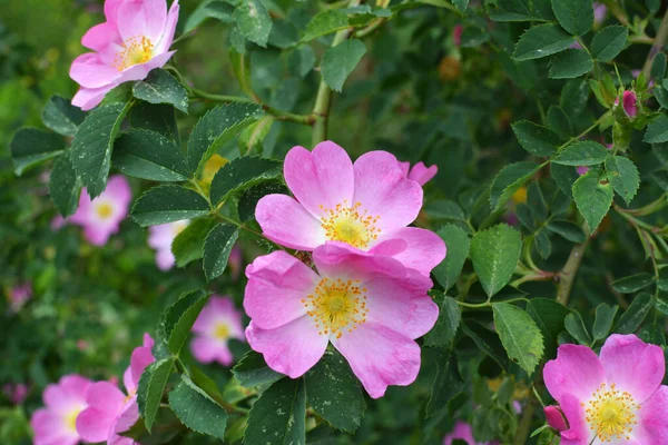 Primavera Fiorisce Cespuglio Rose Selvatiche — Foto Stock