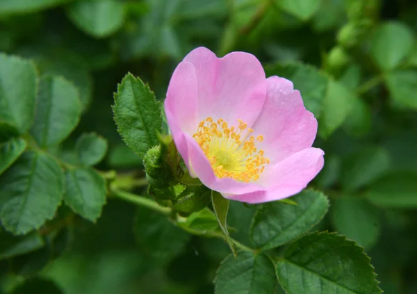 春には野生のバラの茂みが咲きます — ストック写真