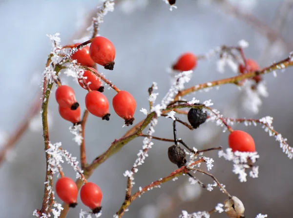 Взимку Червоні Ягоди Висять Гілці Собаки Трояндовий Кущ — стокове фото