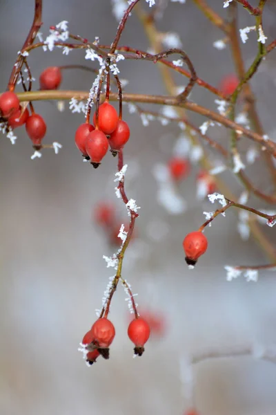 Взимку Червоні Ягоди Висять Гілці Собаки Трояндовий Кущ — стокове фото