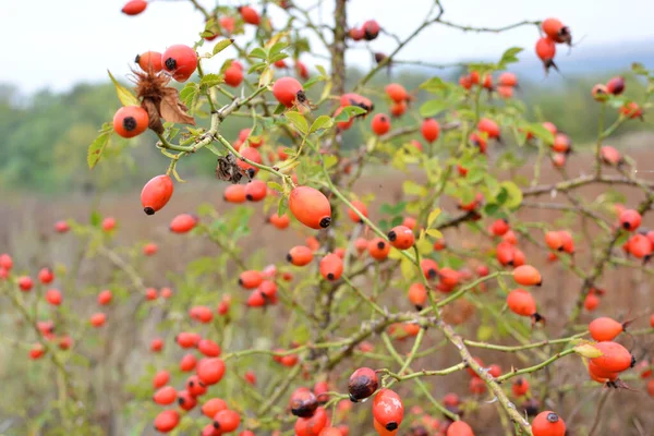 Red Berries Ripen Branch Dog Rose Bush — Stock Photo, Image