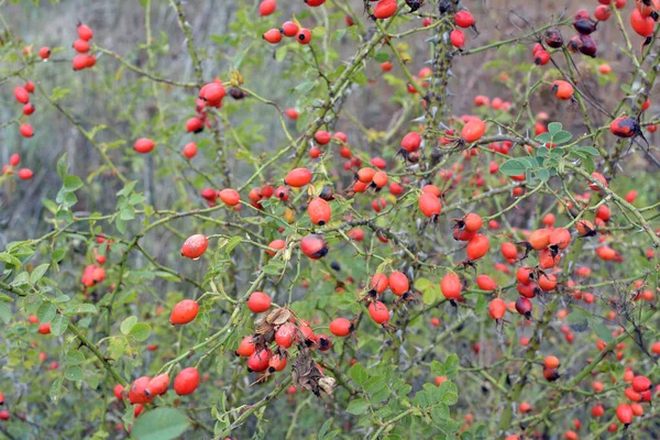 Rote Beeren Reifen Zweig Eines Hundsrosenstrauches — Stockfoto