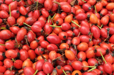 Daha fazla işlem için toplanmış olgun meyve kalçası.