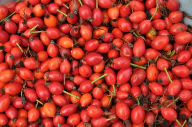 Daha fazla işlem için toplanmış olgun meyve kalçası.