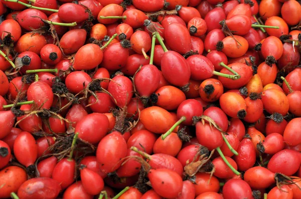 Harvested Ripe Fruits Rose Hips Intended Further Processing — Stock Photo, Image