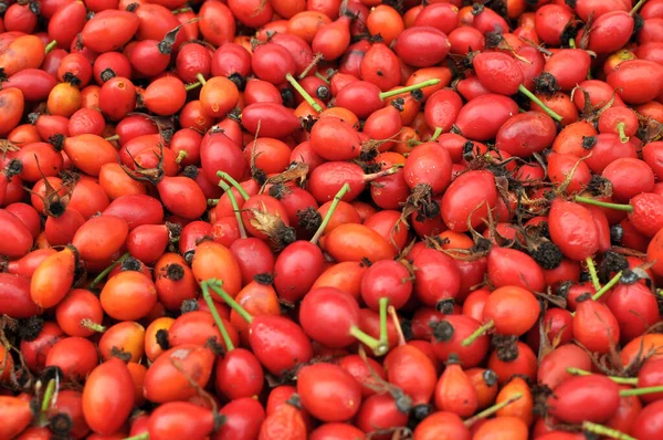 Harvested Ripe Fruits Rose Hips Intended Further Processing — Stock Photo, Image