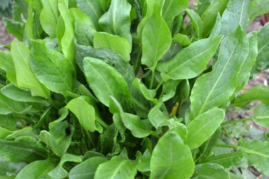 Sorrel bahçedeki açık organik toprakta yetişir.