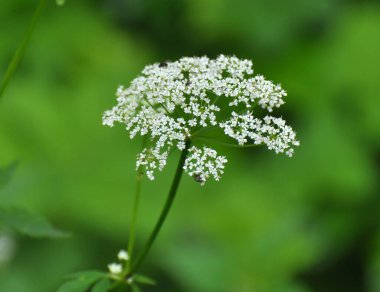 Aegopodyum podagraria vahşi doğada bir ot gibi büyüyor.