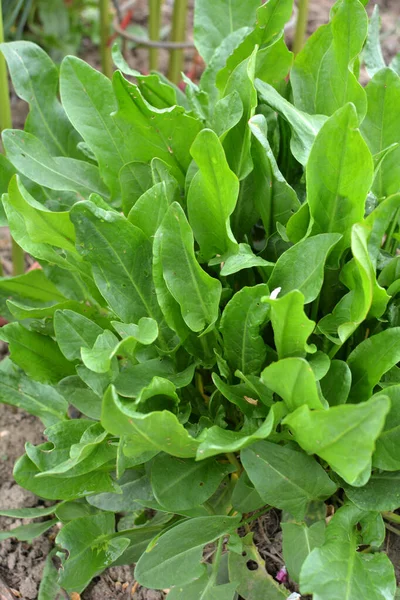 Sorrel Grows Open Organic Soil Garden — Stock Photo, Image