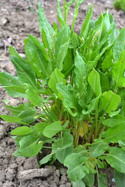 Sorrel Rośnie Otwartej Glebie Organicznej Ogrodzie — Zdjęcie stockowe