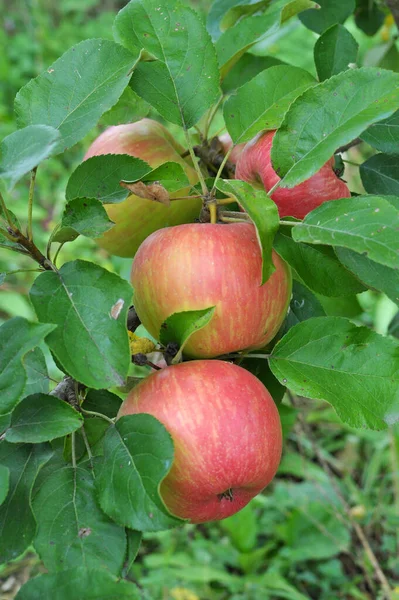 Gyümölcsösben Alma Érik Faágon — Stock Fotó