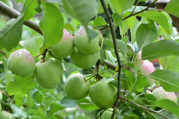 Στον Οπωρώνα Μήλα Ωριμάζουν Στο Κλαδί Του Δέντρου — Φωτογραφία Αρχείου