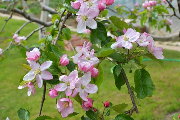 Весной Саду Цветут Яблони — стоковое фото