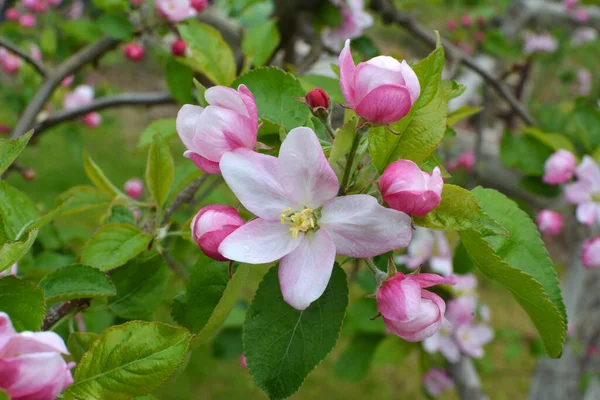 Primavera Jardín Florece Manzanos —  Fotos de Stock