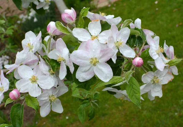 Lkbaharda Bahçede Elma Ağaçları Çiçek Açar — Stok fotoğraf