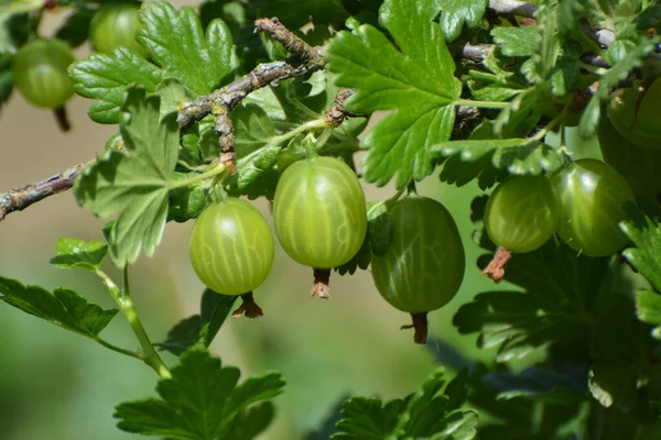 Stachelbeerzweig Mit Reifen Beeren — Stockfoto