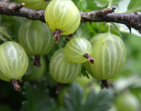 Semak Cabang Dari Gooseberry Dengan Buah Berry Matang — Stok Foto