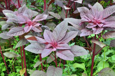 Amaranth yazın bahçede yetişir.