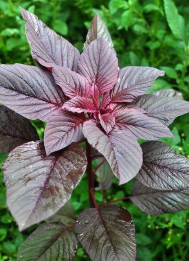 Amaranth yazın bahçede yetişir.