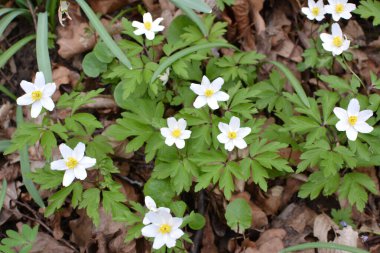 Ormanın vahşi yaşamında erken bahar çiçekleri. İlkbahar bitkisi Anemone nemorosa.