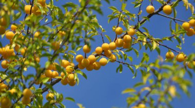 Ağacın dallarında olgunlaşan kiraz eriği (erik) meyvelerinde.).