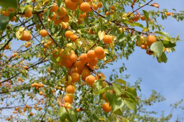 Ağacın dallarında olgunlaşan kiraz eriği (erik) meyvelerinde.).