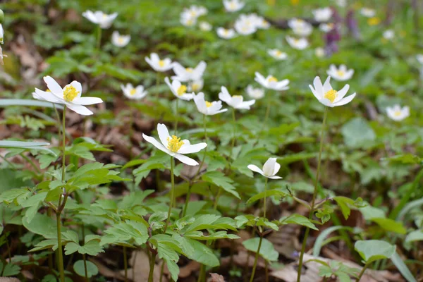 Dzikiej Przyrodzie Lasu Kwitną Wczesną Wiosną Wieloletnia Roślina Nemorosa Anemone — Zdjęcie stockowe