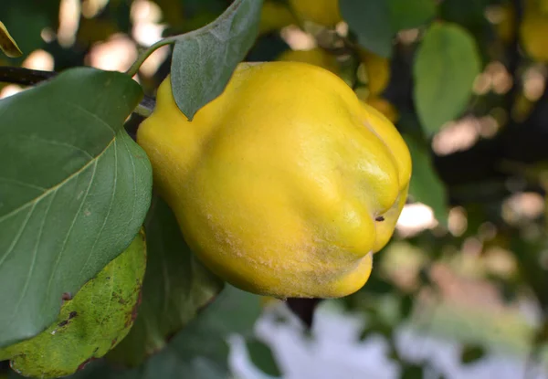 Frutos Marmelo Cydonia Oblonga Amadurecem Ramo Arbusto — Fotografia de Stock