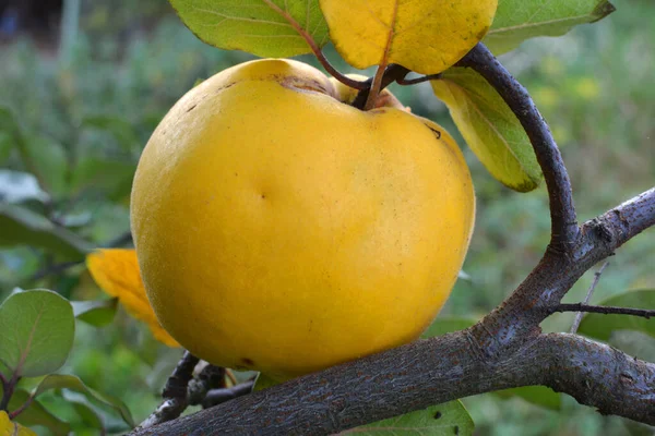 Quince Cydonia Oblonga Plody Dozrávají Větvi Keře — Stock fotografie