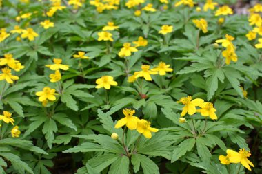 İlkbaharda vahşi ormanda anemon sarısı açar (Anemone ranunculoides).
