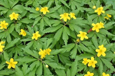 İlkbaharda vahşi ormanda anemon sarısı açar (Anemone ranunculoides).