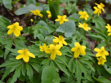 İlkbaharda vahşi ormanda anemon sarısı açar (Anemone ranunculoides).