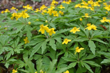 İlkbaharda vahşi ormanda anemon sarısı açar (Anemone ranunculoides).
