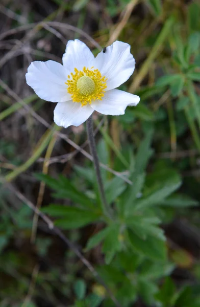 Spring Wild Forest Blooms Anemone Sylvestris — Stock Photo, Image