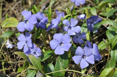 İlkbaharda doğada çiçek açar küçük menekşe (Vinca minör))
