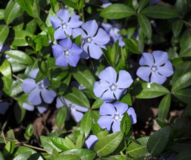 İlkbaharda doğada çiçek açar küçük menekşe (Vinca minör))