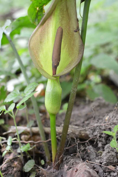 Arum Besserianum Primavera Florece Naturaleza Bosque — Foto de Stock