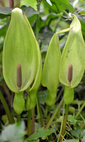 Arum Besserianum Primavera Florece Naturaleza Bosque — Foto de Stock