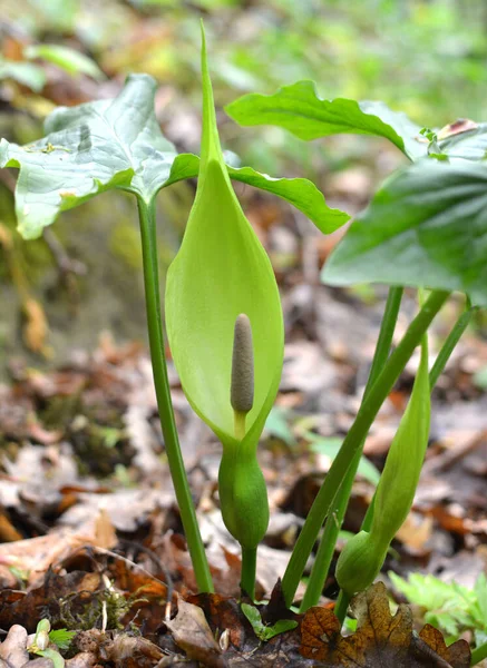 Arum Besserianum Primavera Florece Naturaleza Bosque — Foto de Stock