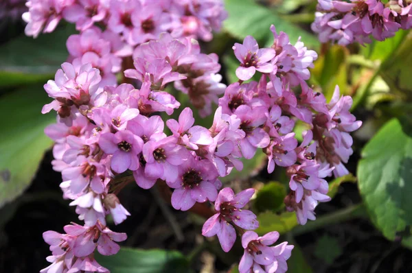 Spring Flower Bed Blossom Bergenia Badan — Stock Photo, Image