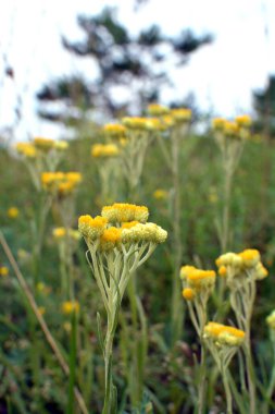 Yazın vahşi doğada, çiçeklerin büyümesi (Helichrysum arenaryumu))