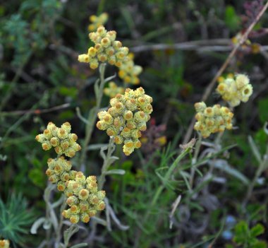 Yazın vahşi doğada, çiçeklerin büyümesi (Helichrysum arenaryumu))