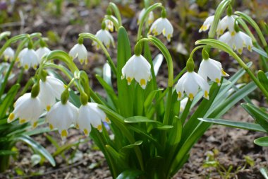 Baharda, Leucojum vernum vahşi doğada açar.