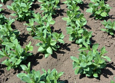 Baharda, genç At Fasulyesi (Vicia Faba) bir tarlada yetişir.