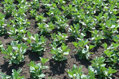 Baharda, genç At Fasulyesi (Vicia Faba) bir tarlada yetişir.