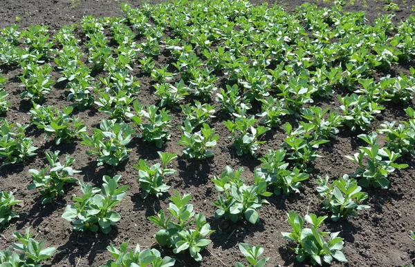 Spring Young Horse Bean Vicia Faba Grows Farm Field — Stock Photo, Image