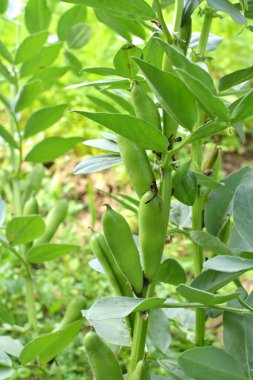 Fasulyenin sapında (Vicia faba) olgun yeşil kozalar vardır.