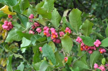 Doğada, Euonymus europaeus 'un dalında olgunlaşmış meyveler kutularla 