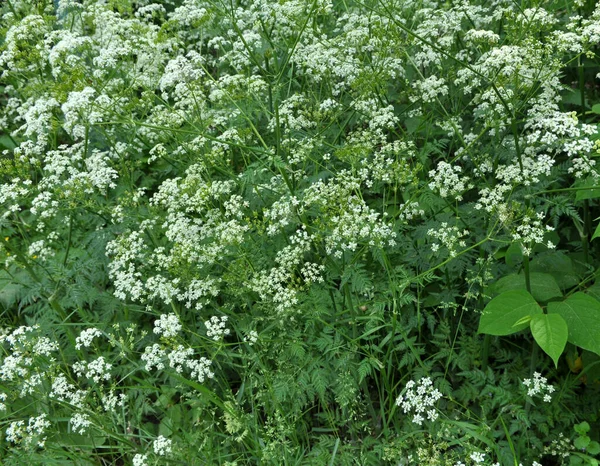 Anthriscus Sylvestris Baharda Vahşi Doğada Yetişir — Stok fotoğraf